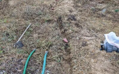 Some potatoes that sprouted in the cupboard going into the trench left by digging up the old irrigation mainline.