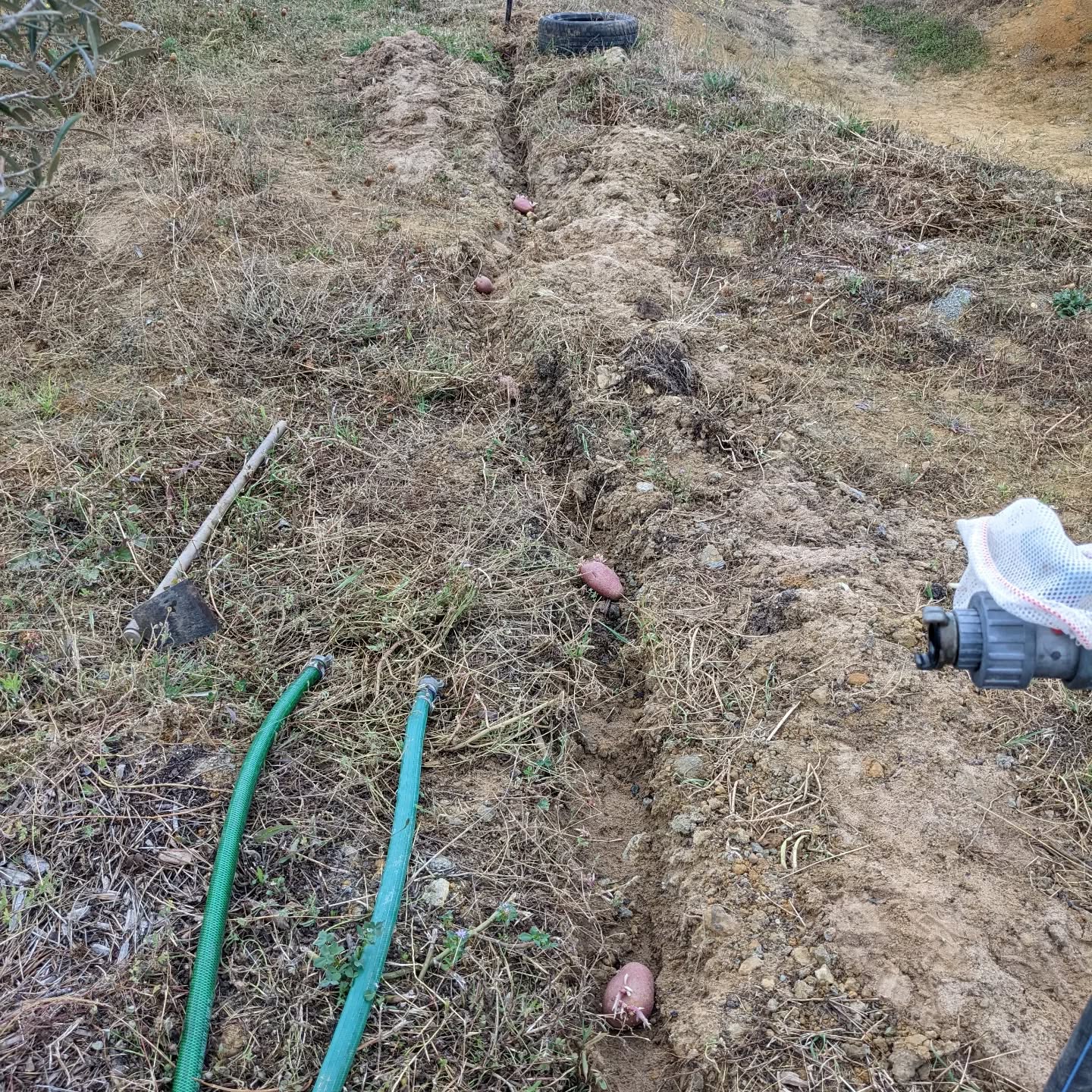 Some potatoes that sprouted in the cupboard going into the trench left by digging up the old irrigation mainline.