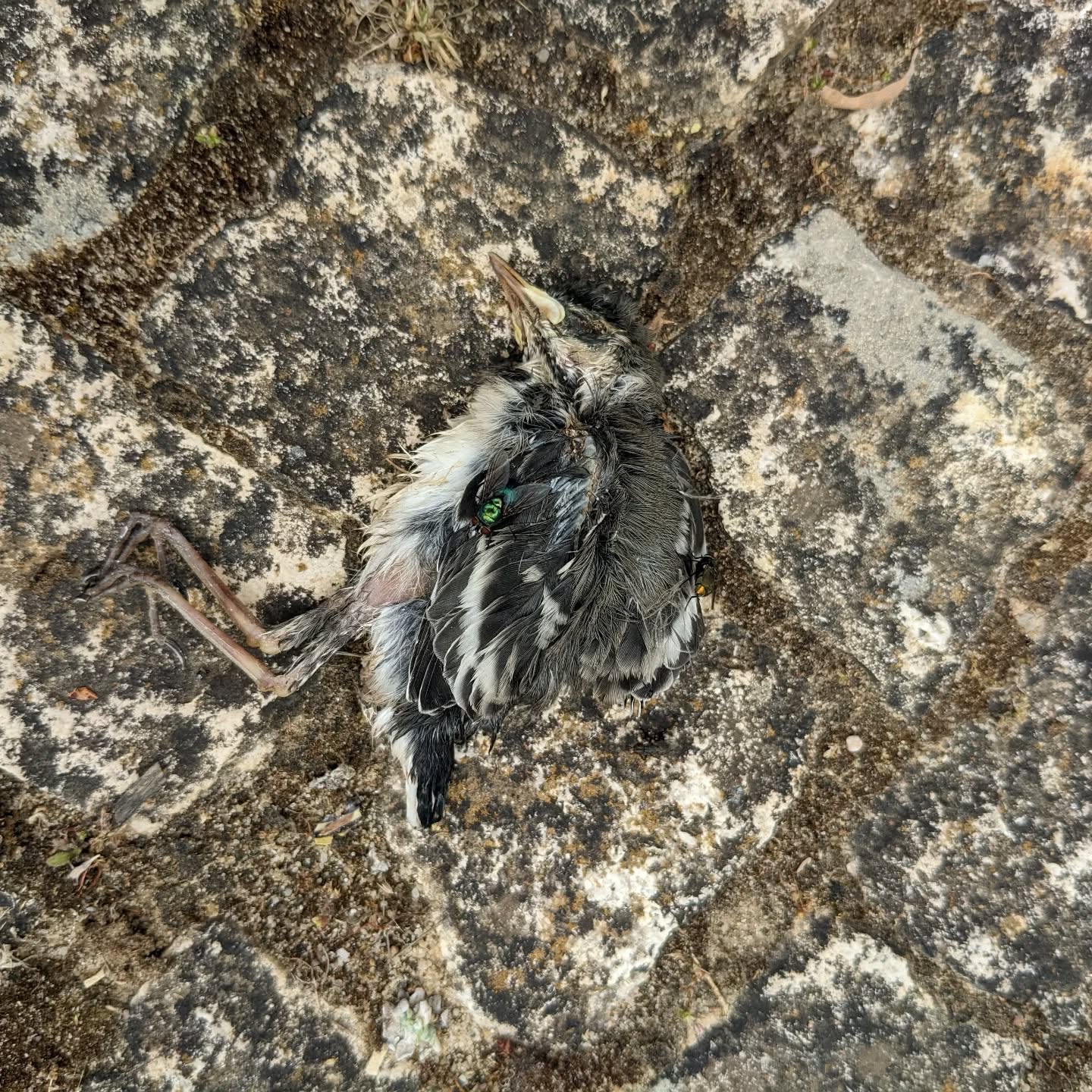Dead baby bird. :(