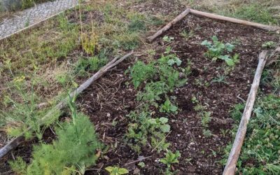 The former compost area now turned into an adhoc bed of seeds thrown there and possibly some volunteers as well.