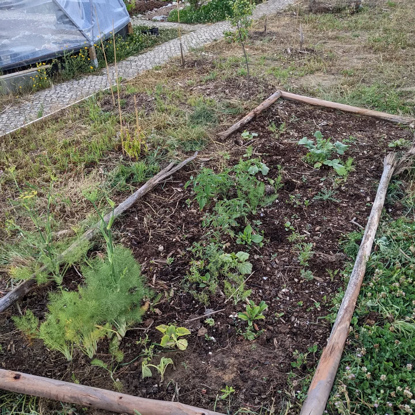 The former compost area now turned into an adhoc bed of seeds thrown there and possibly some volunteers as well.