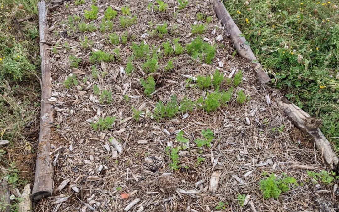 #weeding these two beds from #zone2