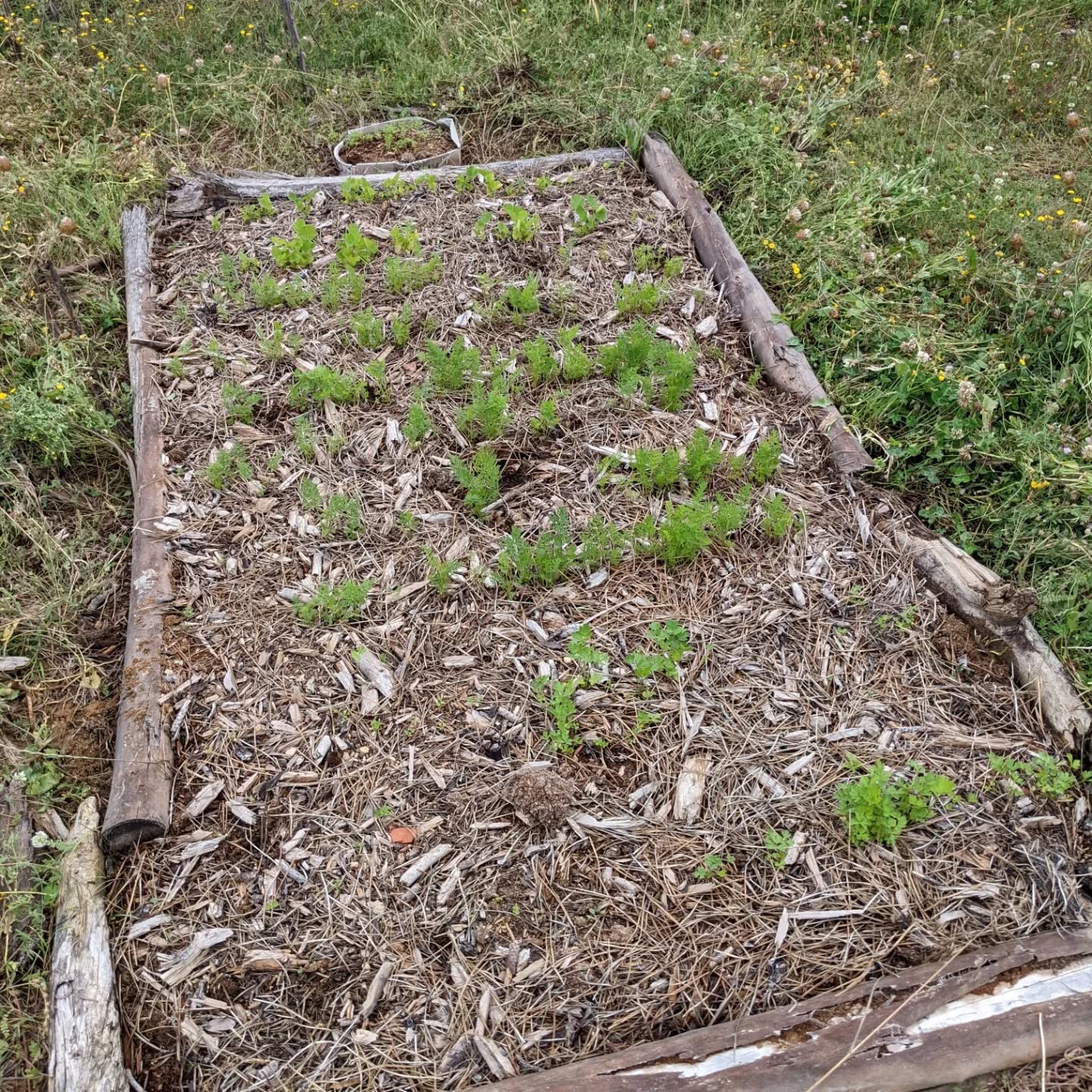 #weeding these two beds from #zone2