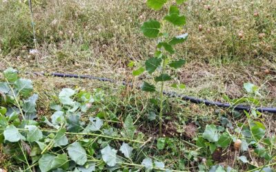 Wild #poplar bush, likely growing from the roots of those outside of the fence. Pruned it to keep the tallest and straightest branch.