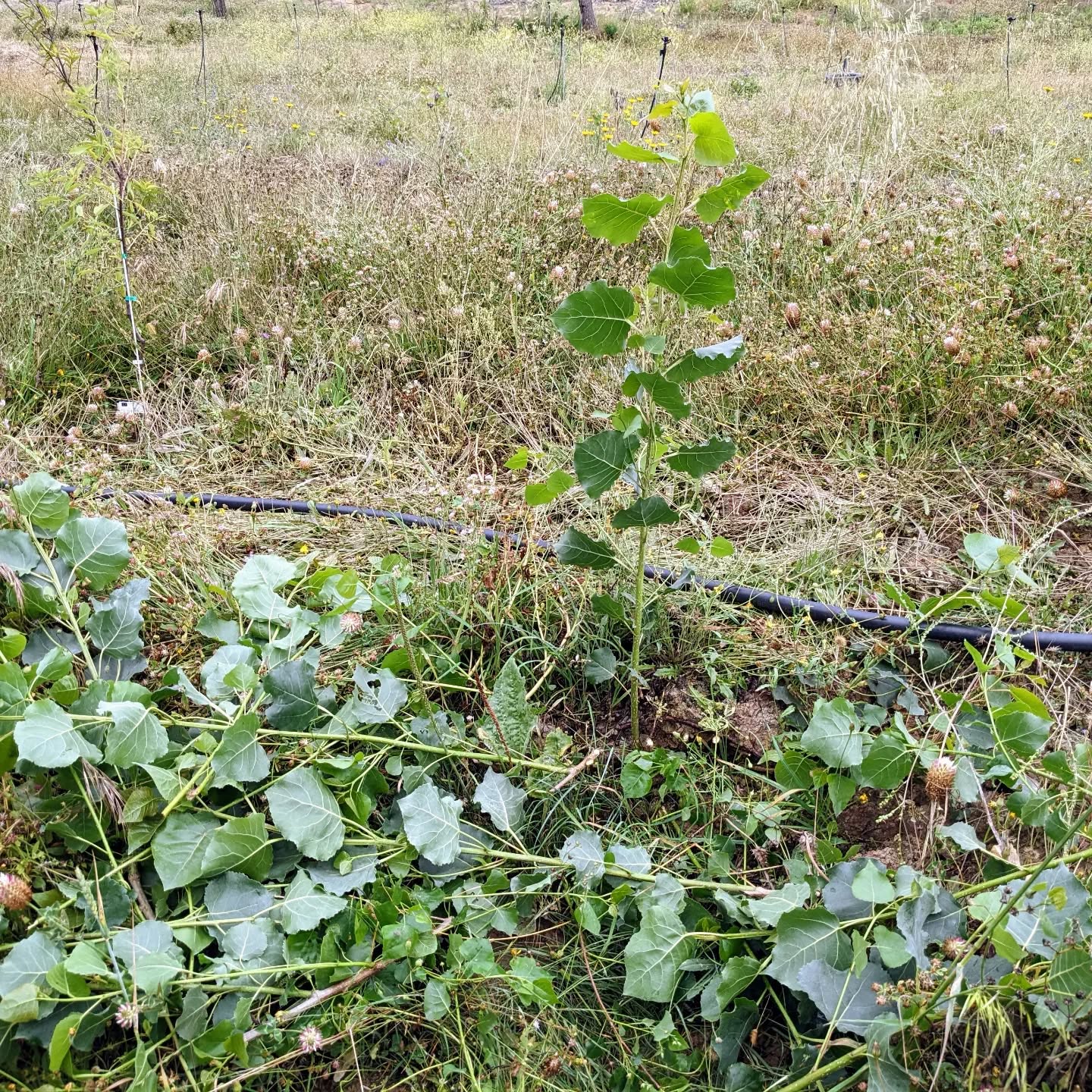 Wild #poplar bush, likely growing from the roots of those outside of the fence. Pruned it to keep the tallest and straightest branch.