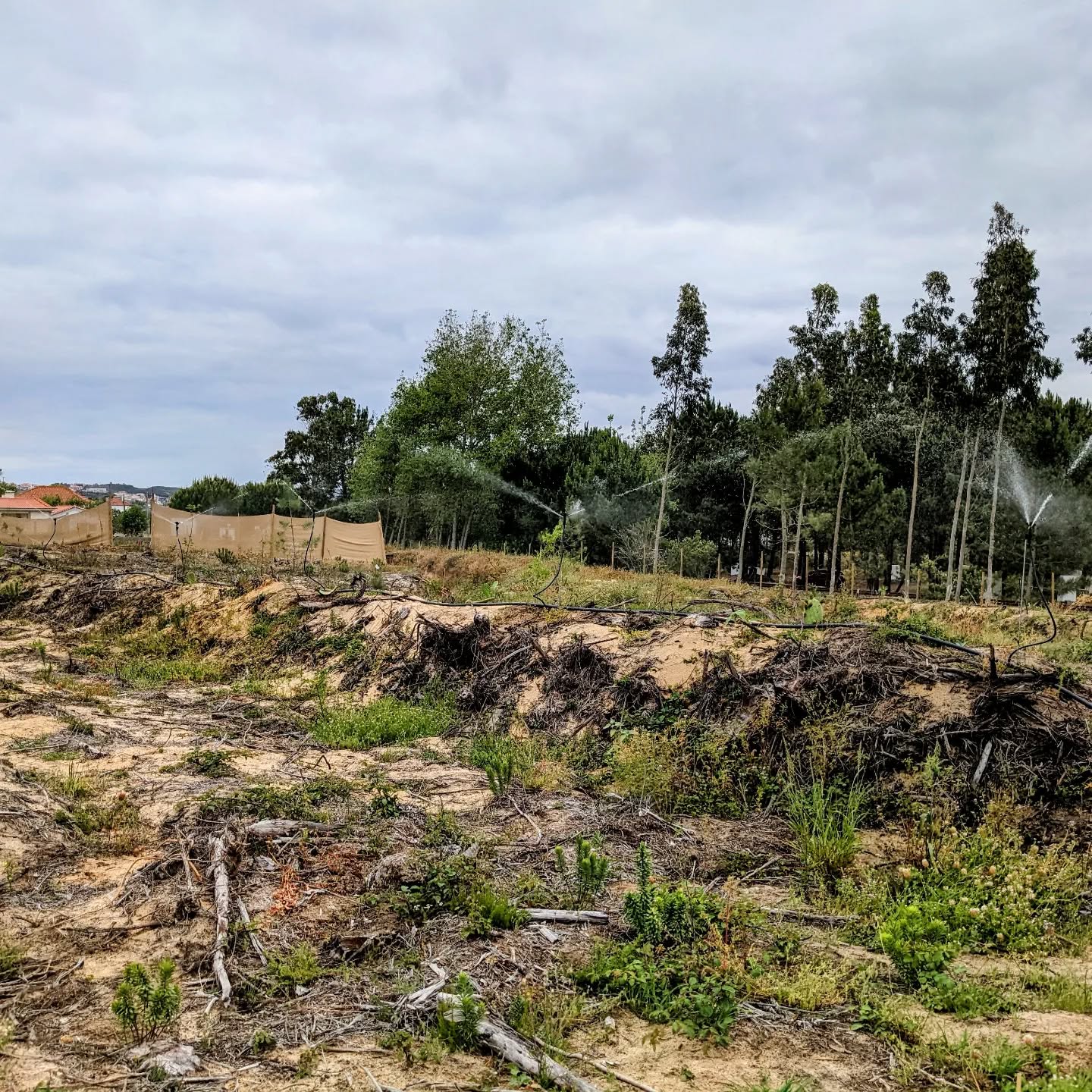 #irrigation zone number 12 up and running. This is the last one for now since we’re out of components for more… Waiting to get them, and hoping for some rain soon.