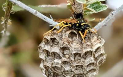 What a wonderful surprise!