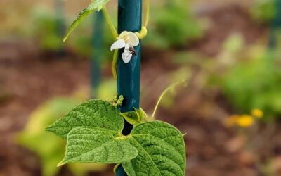 Flowering #polebeans