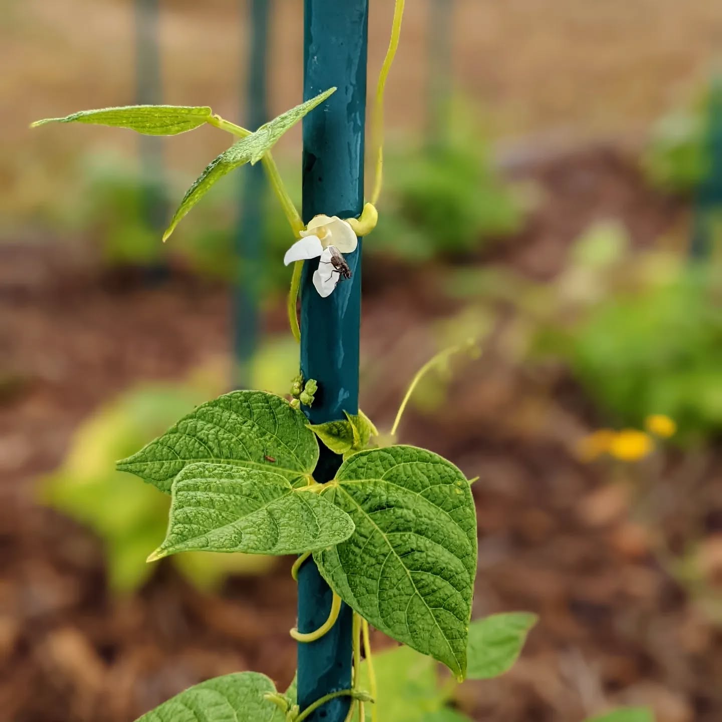 Flowering #polebeans