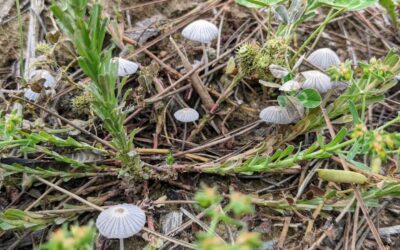 The #irrigation brought out the #mushrooms