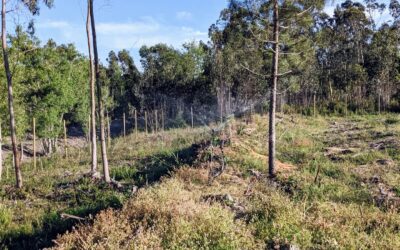 Another #irrigation zone operational