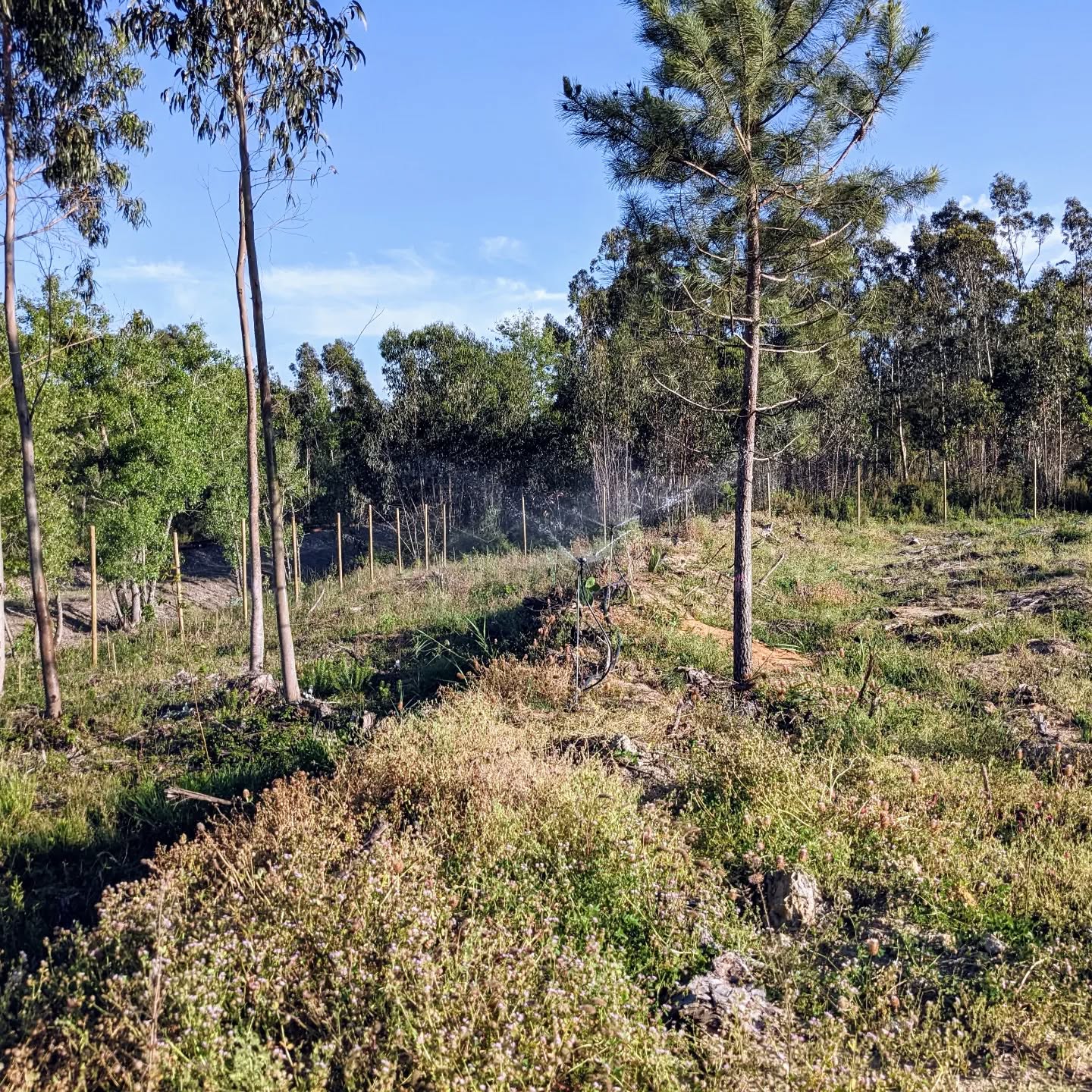 Another #irrigation zone operational