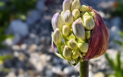 Elizabeth Appell: “And the day came when the risk to remain tight in a bud was more painful than the risk it took to blossom”