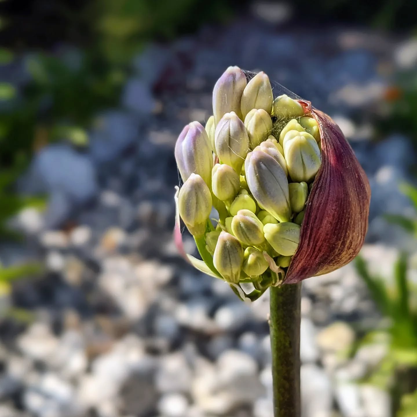 Elizabeth Appell: “And the day came when the risk to remain tight in a bud was more painful than the risk it took to blossom”