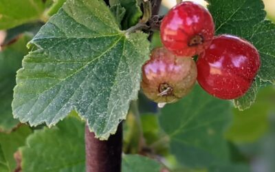 Who will eat the currants first? Us or the birds?