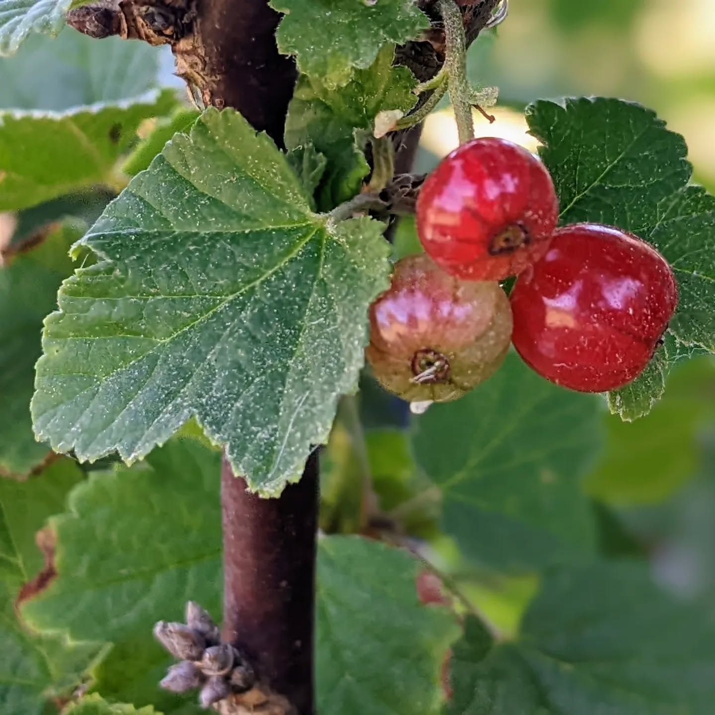 Who will eat the currants first? Us or the birds?