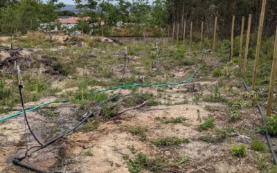 Flushing and installing 3 more #irrigation lines. Some of the plants they water were very dry already, hoping they’ll come back.