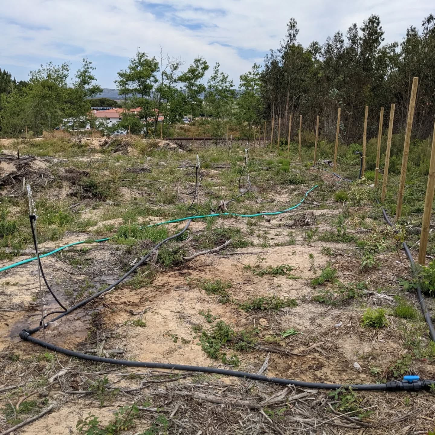 Flushing and installing 3 more #irrigation lines. Some of the plants they water were very dry already, hoping they’ll come back.