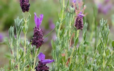 #wildlavender #lavenderflowers