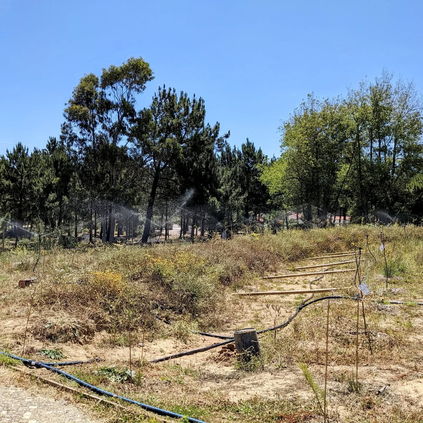 First part of the east #swale berm #irrigation line running.