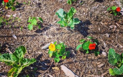 #cabbages 💚 #nasturiums 💚 #cabbages