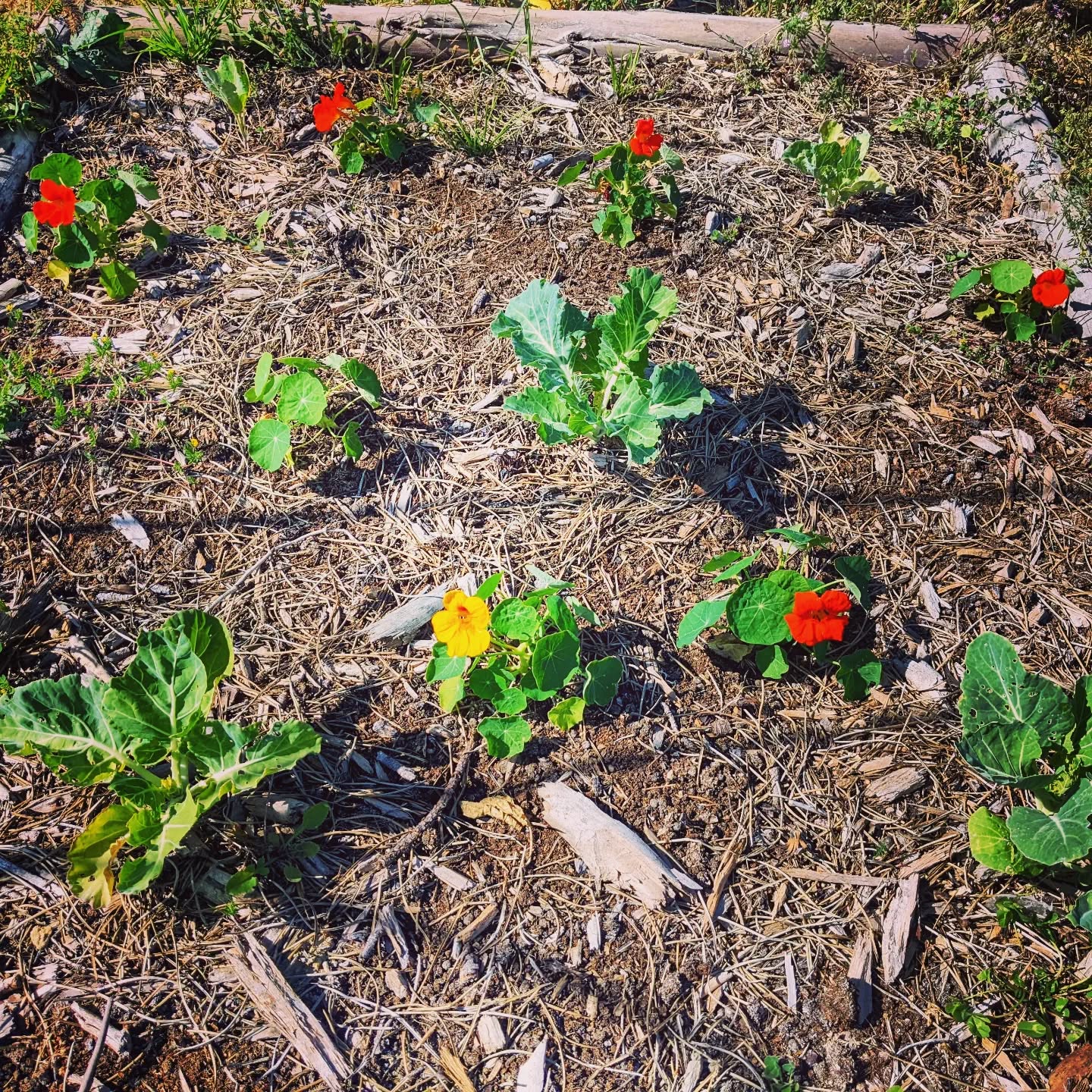 #cabbages 💚 #nasturiums 💚 #cabbages