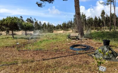 Fifth #irrigation circuit running. The zone 2 tree lines are now fully covered 😁