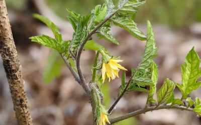 Flowering #tomatoplant