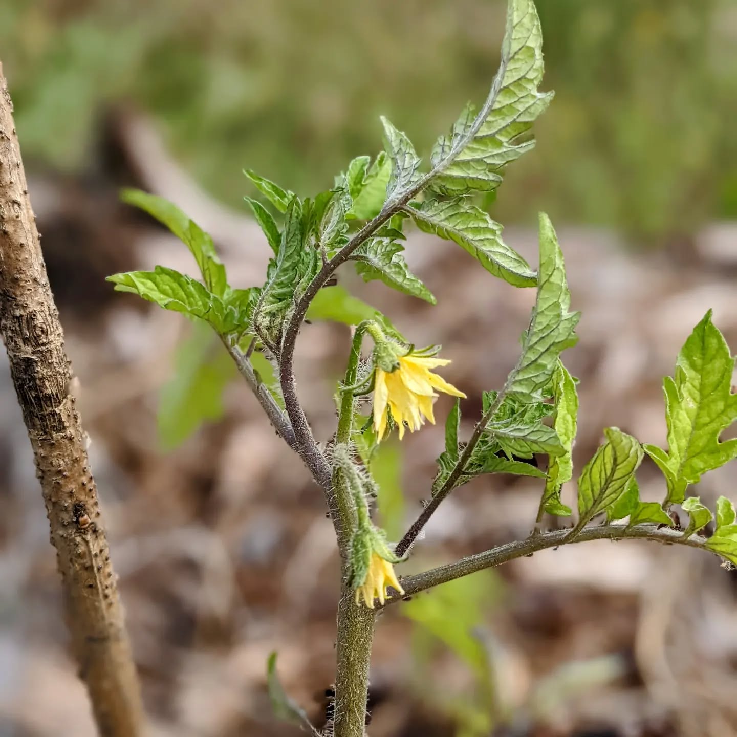 Flowering #tomatoplant