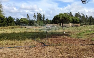 #irrigation zone 4 on