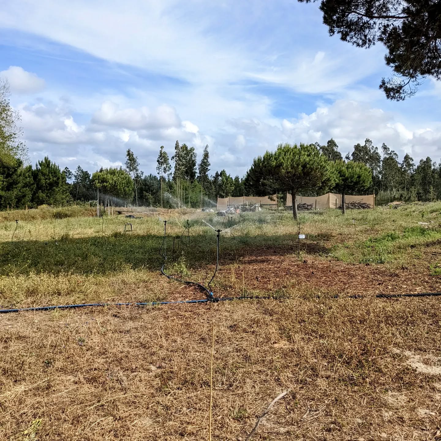 #irrigation zone 4 on