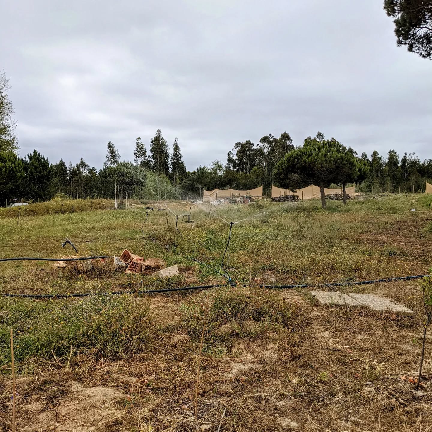 Another #irrigation zone ready.