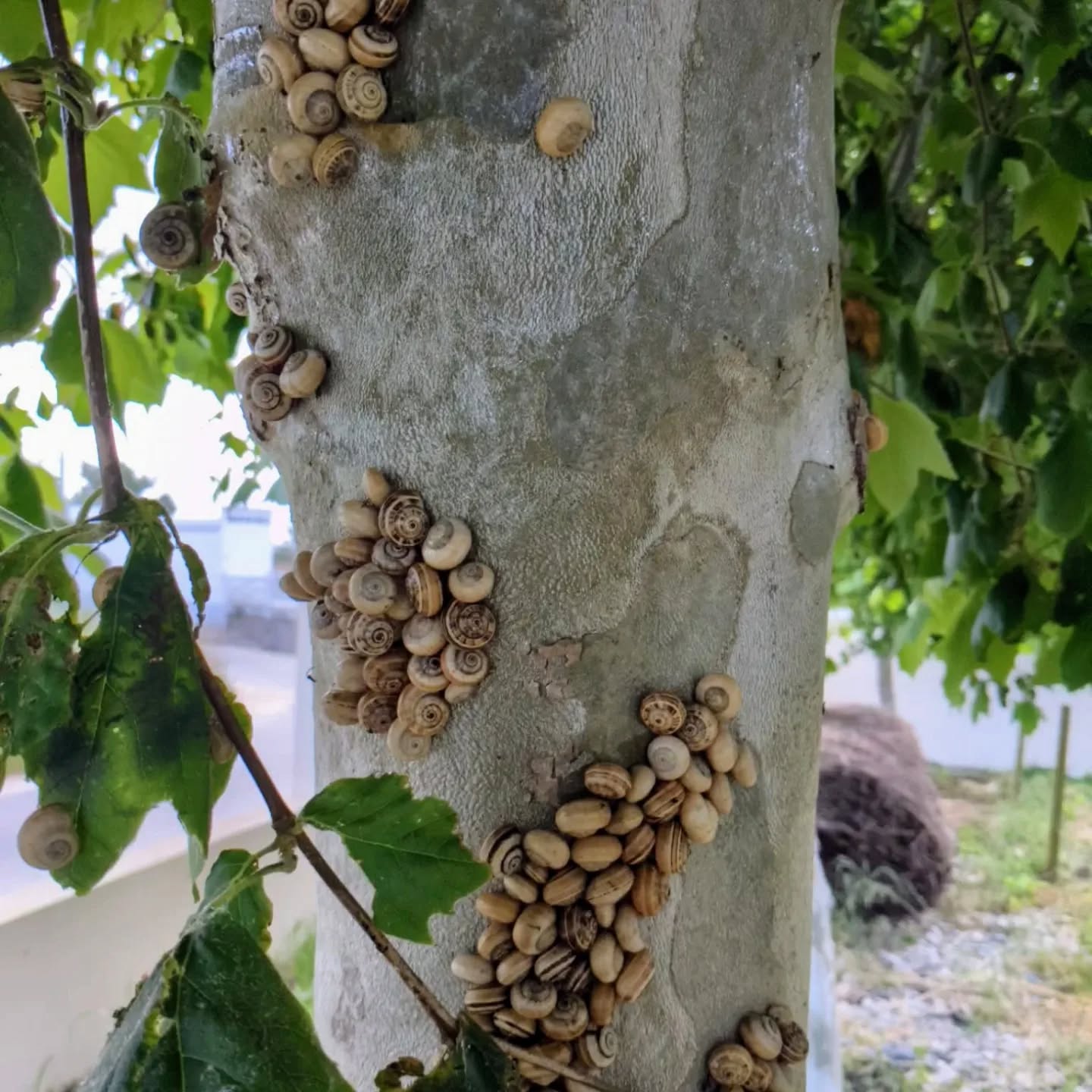 #snails. Our companions are back. They have been: