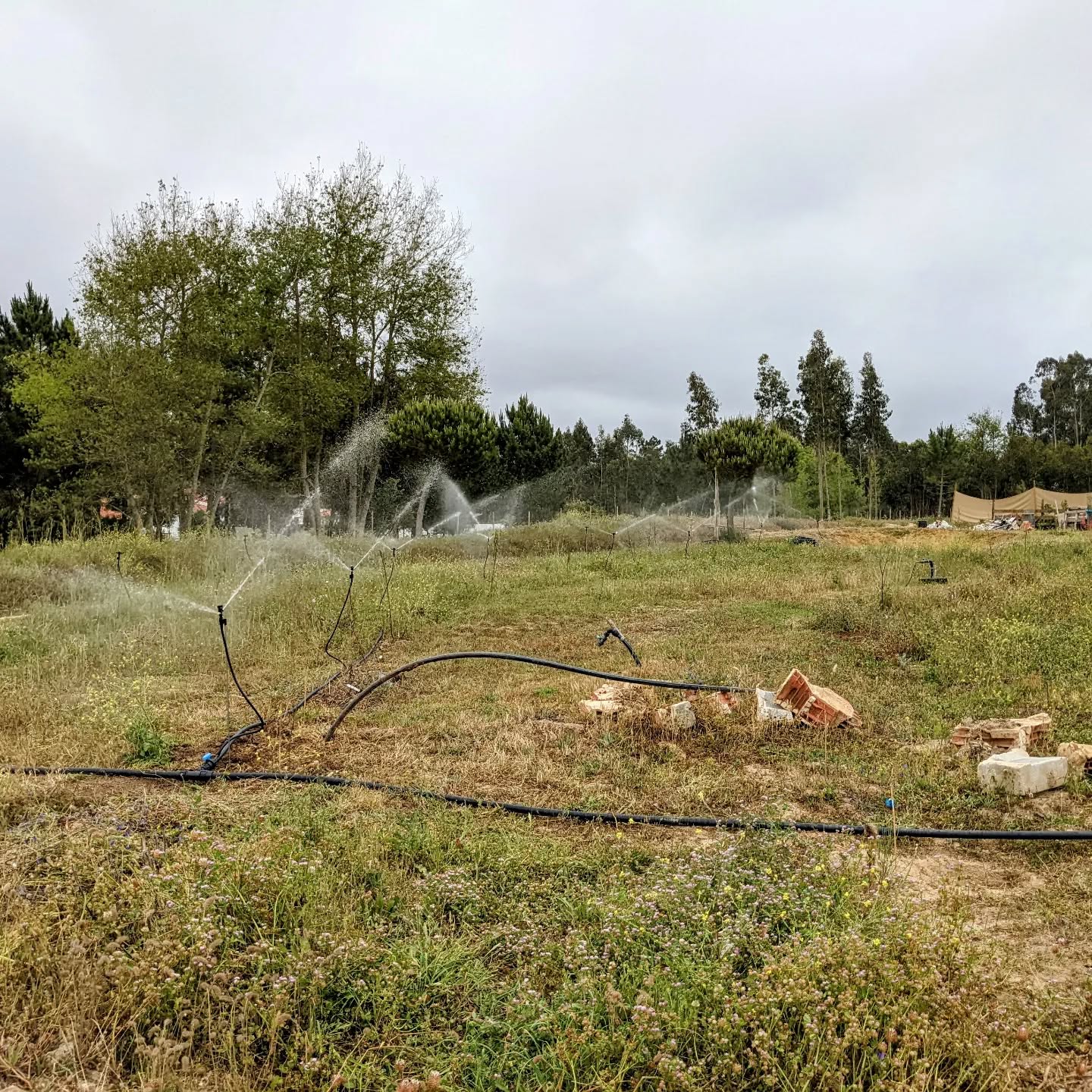 Second #irrigation zone operational.