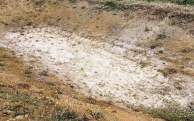 Despite all the #bentonite and hope, the east #pond is completely dry as of this morning. It slowly but steadily drained over the past few days.