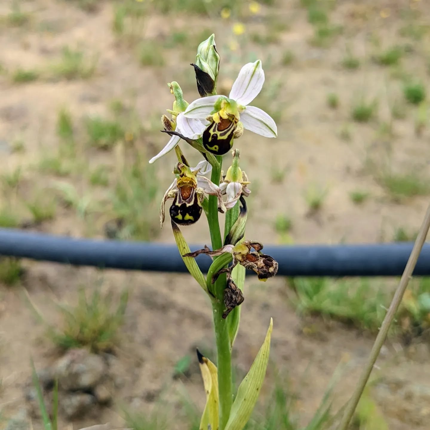 #wildorchid