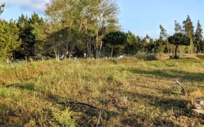 First #irrigation zone up and running along the top of the east #swale in zone 2.