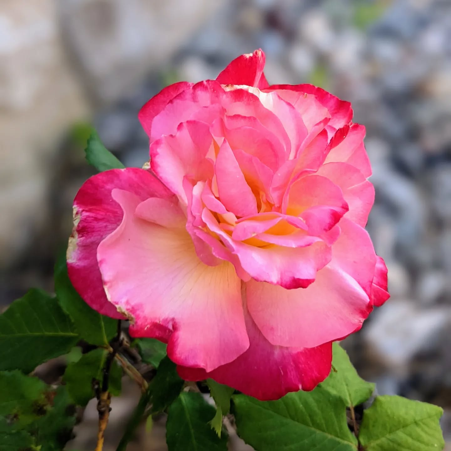 #rose