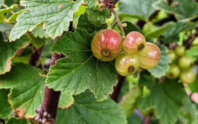 The currants are almost ready 😋