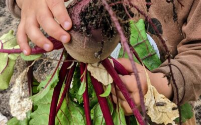 The beets are ready and our youngest carefully picked this one for lunch.