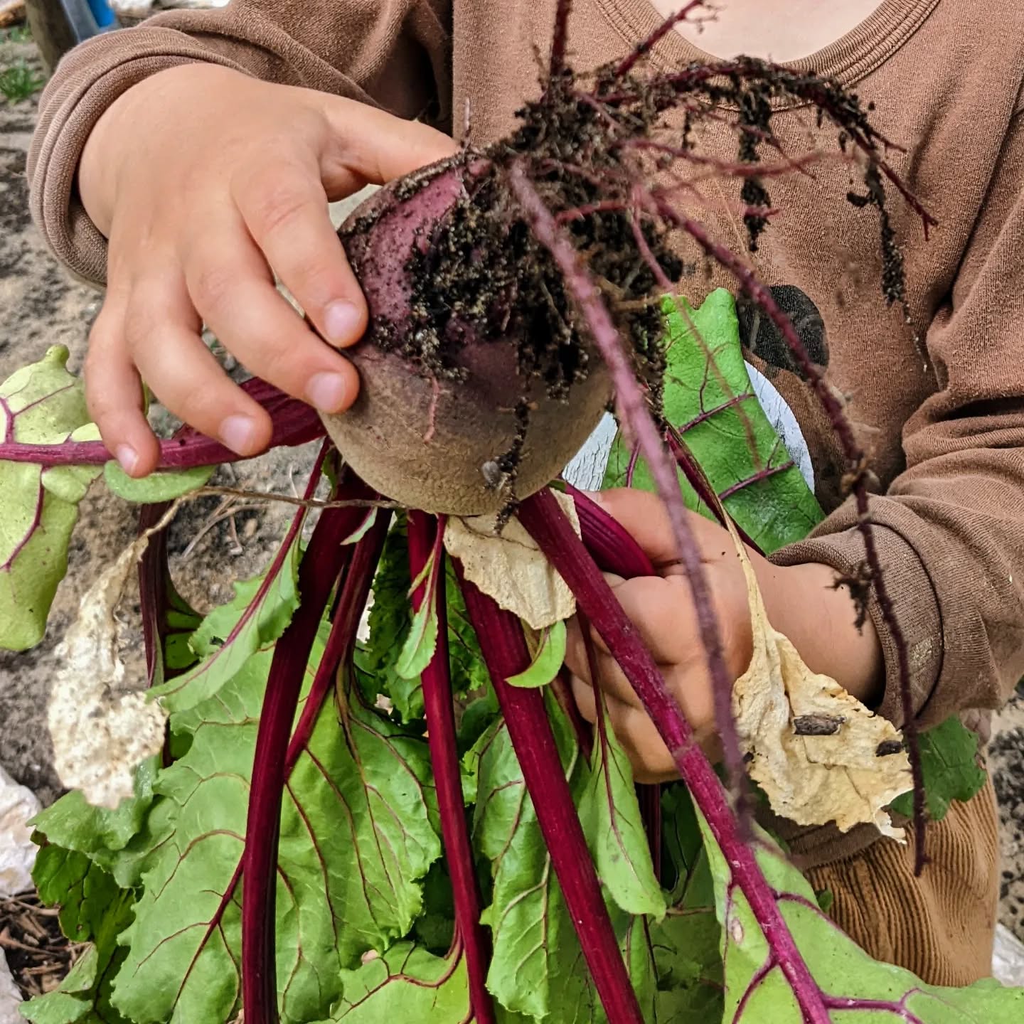 The beets are ready and our youngest carefully picked this one for lunch.