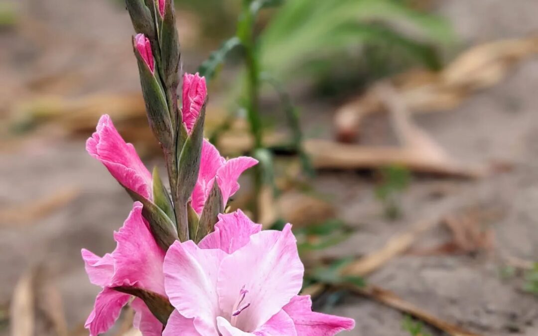 #morningride #ridemtb #gladiolas