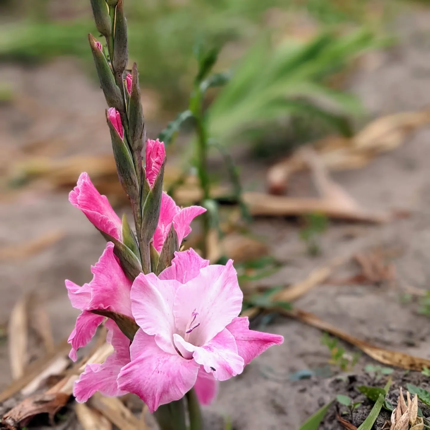 #morningride #ridemtb #gladiolas