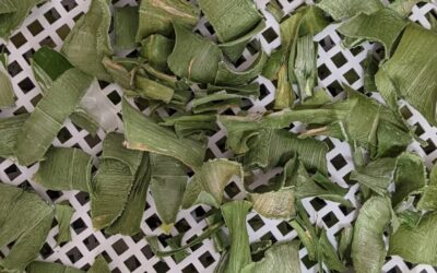 Some leeks were starting to flower too early. We let some growing to fully bloom but collected the rest. The leaves were then dried and milled. They’ll be a great addition to soups and sauces.