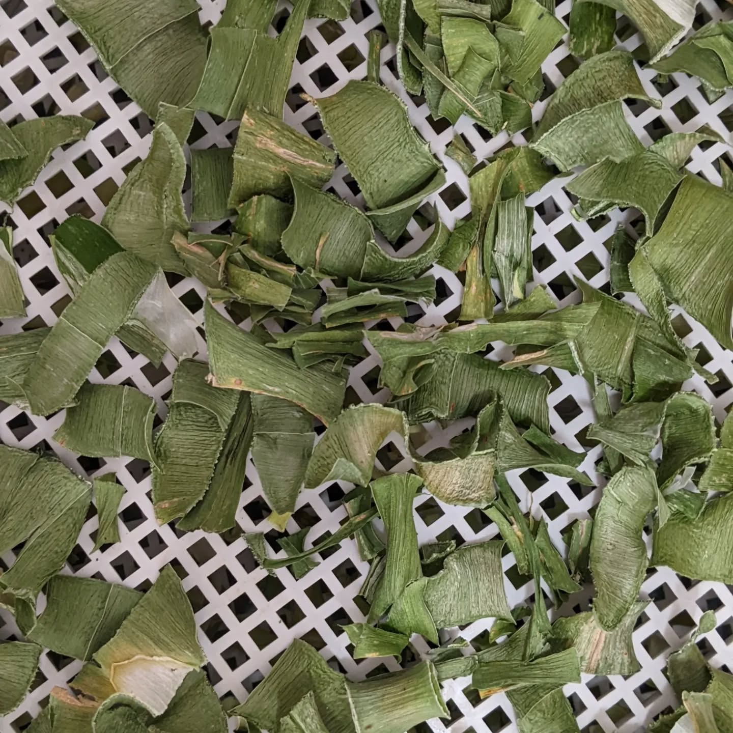Some leeks were starting to flower too early. We let some growing to fully bloom but collected the rest. The leaves were then dried and milled. They’ll be a great addition to soups and sauces.