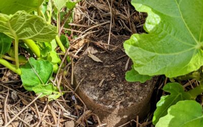 We cut these two #figtrees last autumn because they were too close to the underground sewage lines. Now they’re trying to grow back… We’ll keep removing the growth until they hopefully give up.