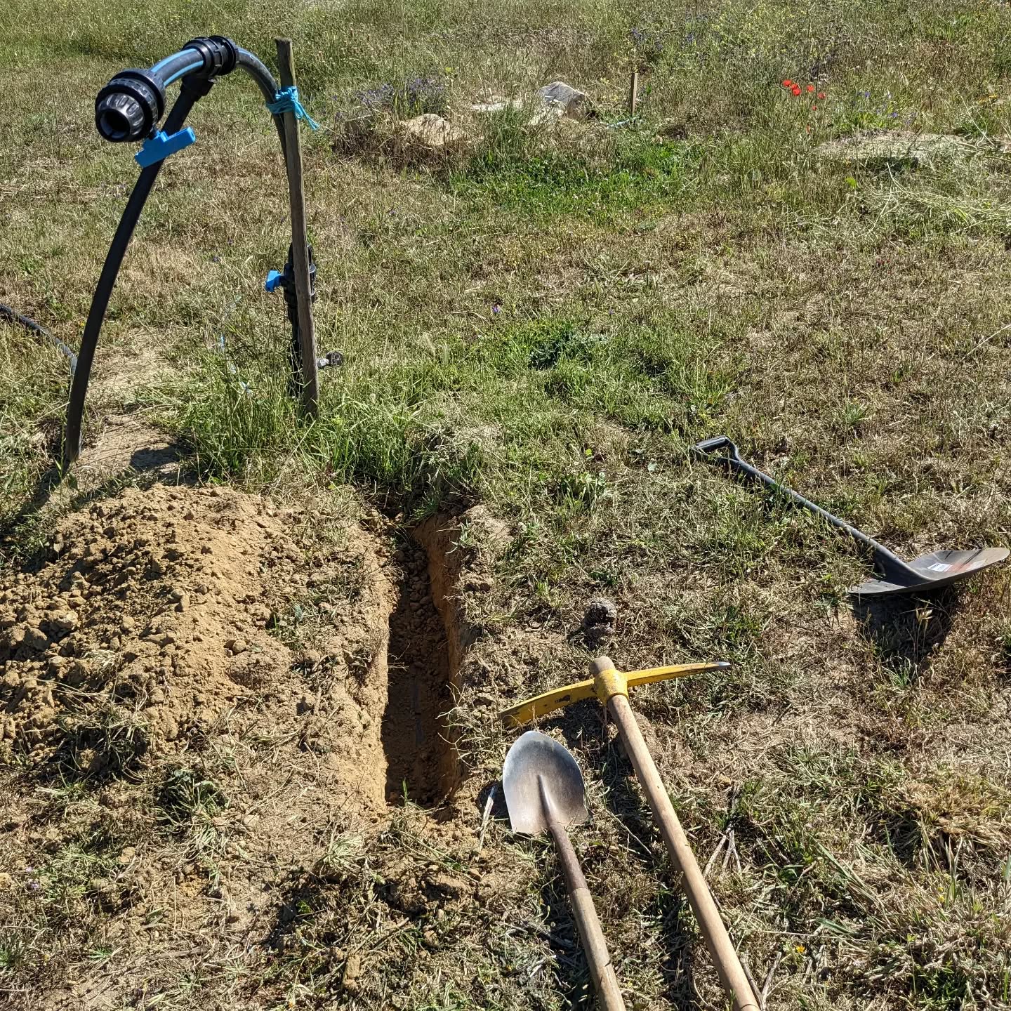 Digging up the old #irrigation mainline to connect the new one.