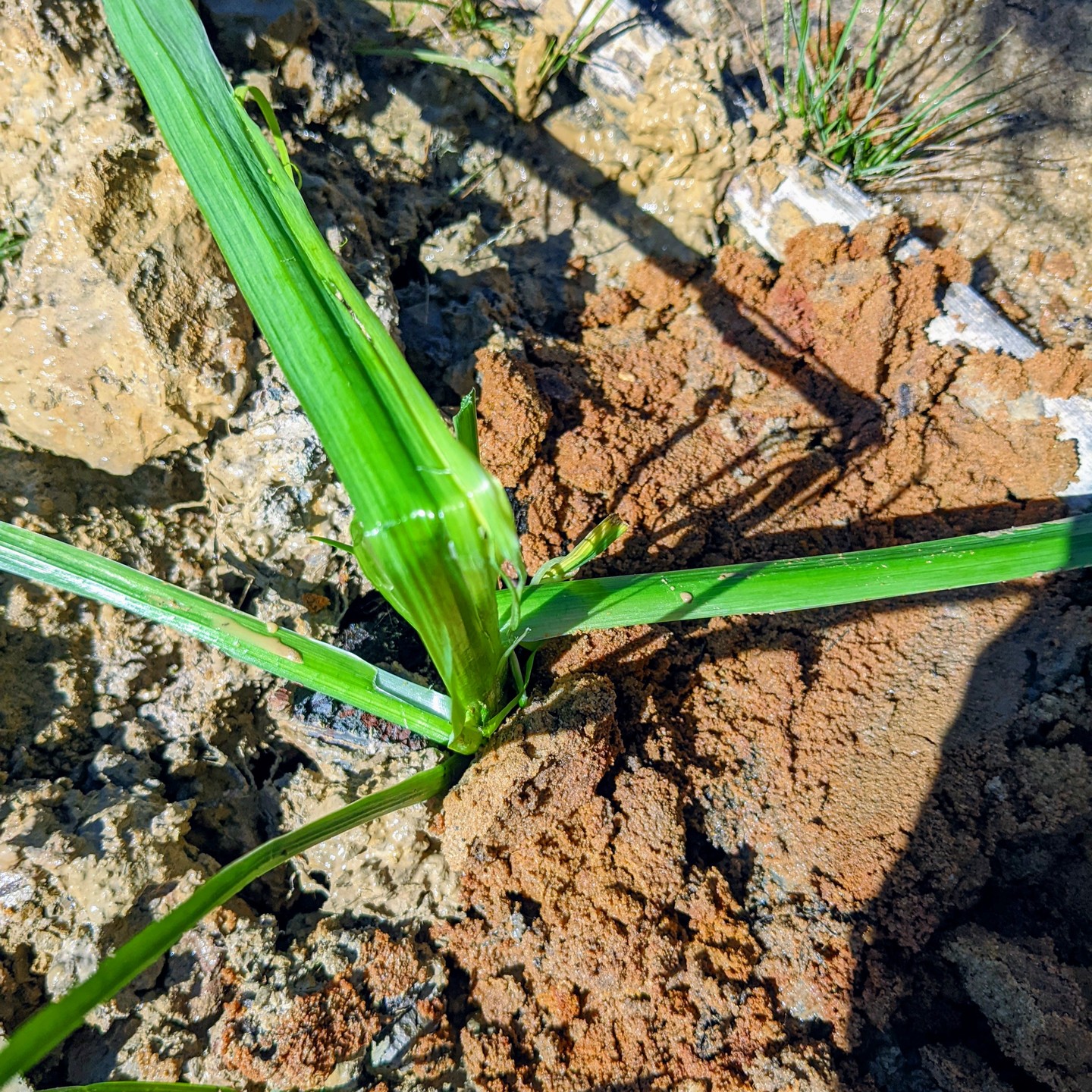 We got some aquatic plants and this beautiful yellow iris was one of them.