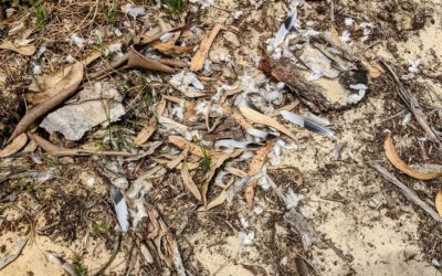 Looks like a bird had a bad time here. No blood is visible, though.