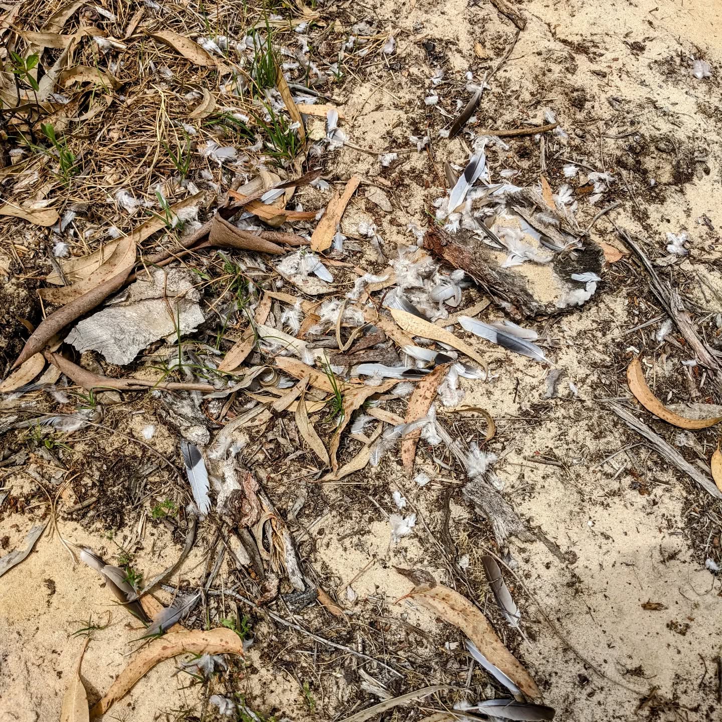 Looks like a bird had a bad time here. No blood is visible, though.